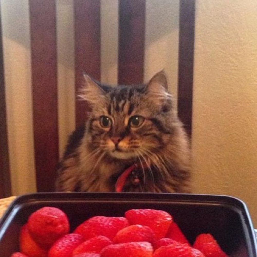 Meet your Posher, Ruby